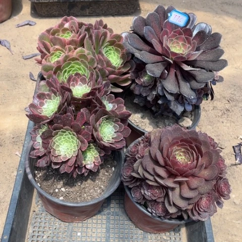 774多肉植物组合