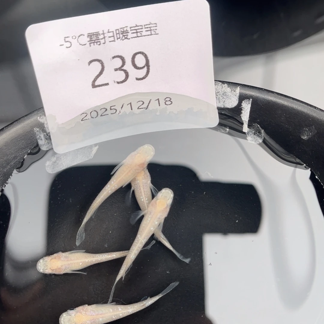 青鳉鱼239白雪公主五尾