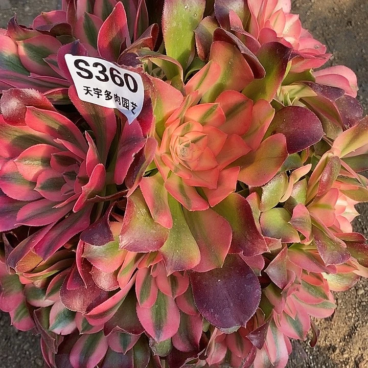 多肉植物香妃360多肉