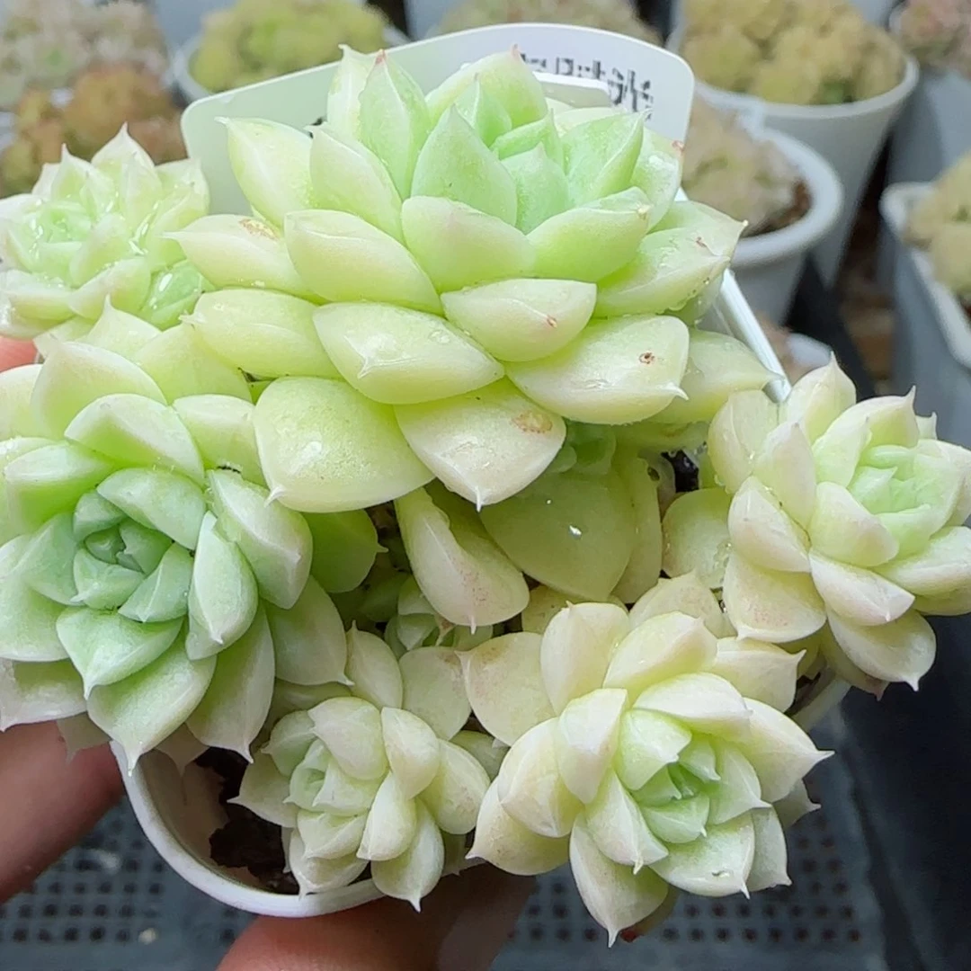 【闪购商品】0307-196（ppt-37）