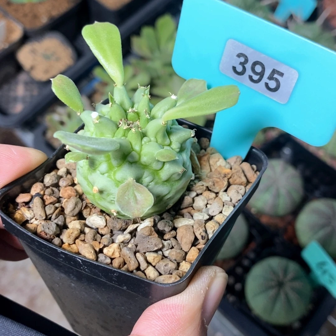 塔松大戟多肉植物