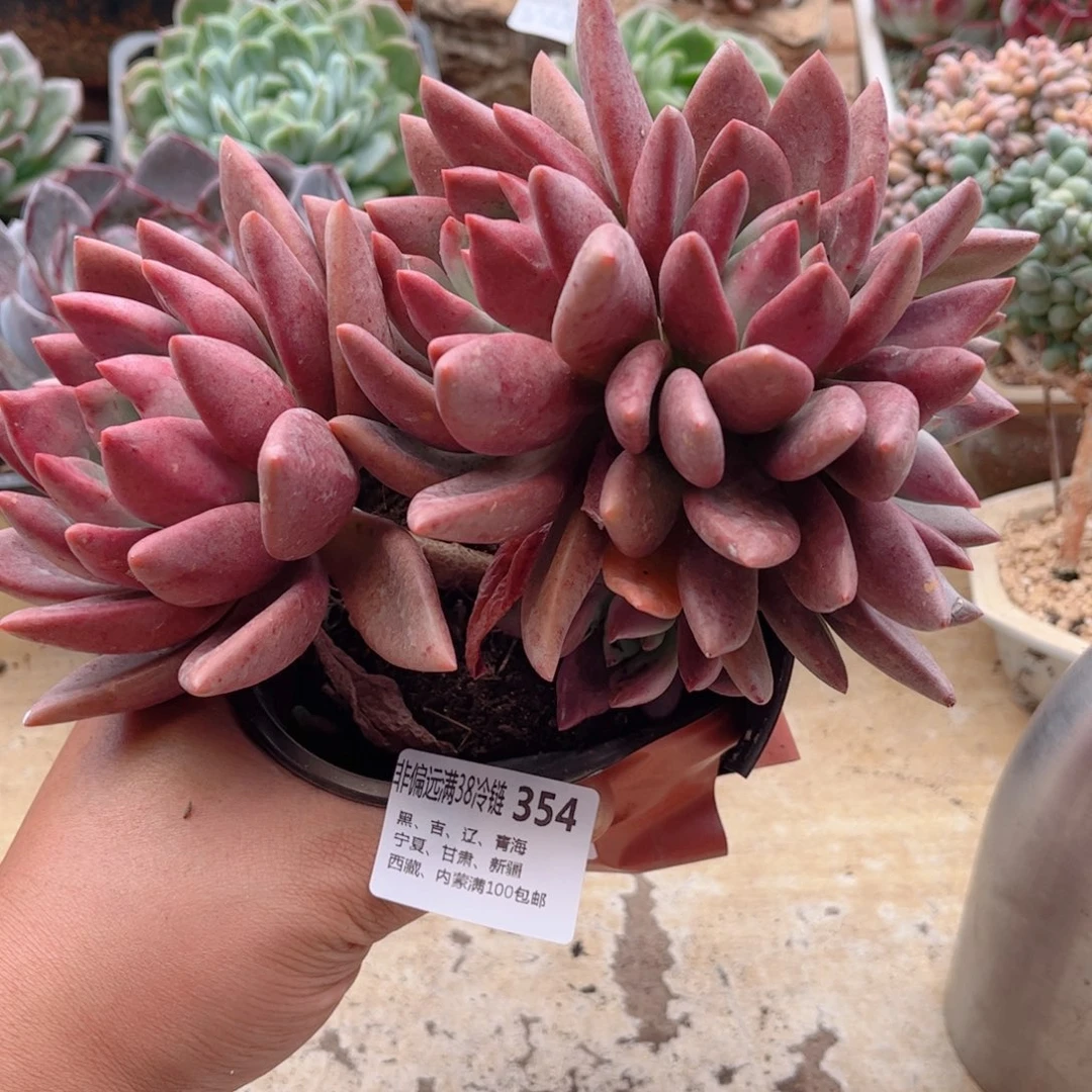 354桃花源缀德华多肉