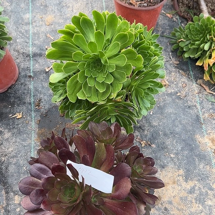 O*9412组合两颗0000