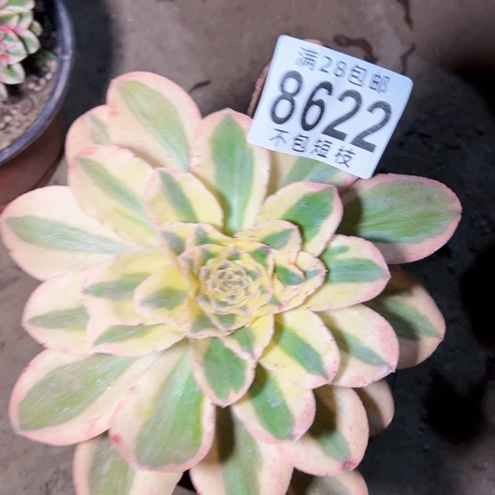 燕姿锦多肉植物法师8622