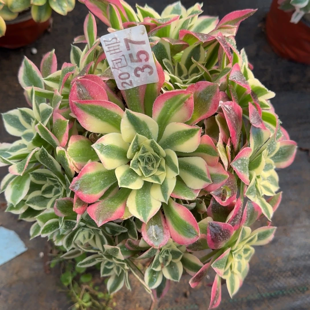 白凤357满20包邮断枝不包