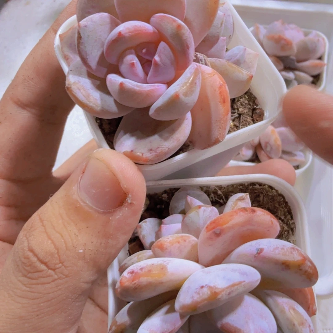 韩版奶茶双头两盆福利