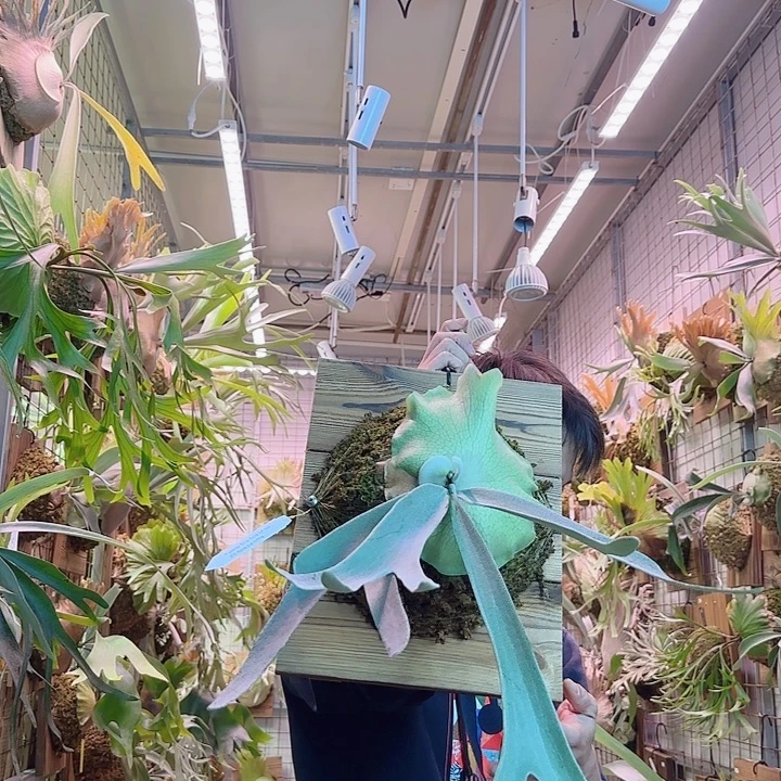 无花朵深绿交银鹿a30