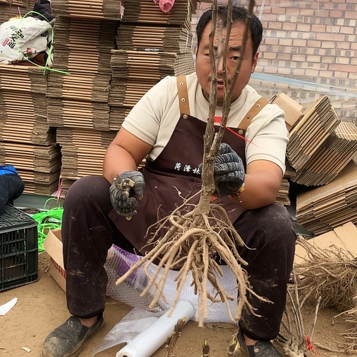 当前无花朵，栽培后可花朵首暗红四十四号