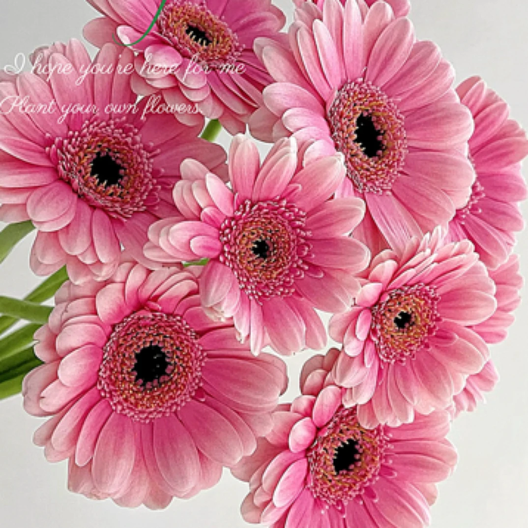 粉色非洲菊10-20支