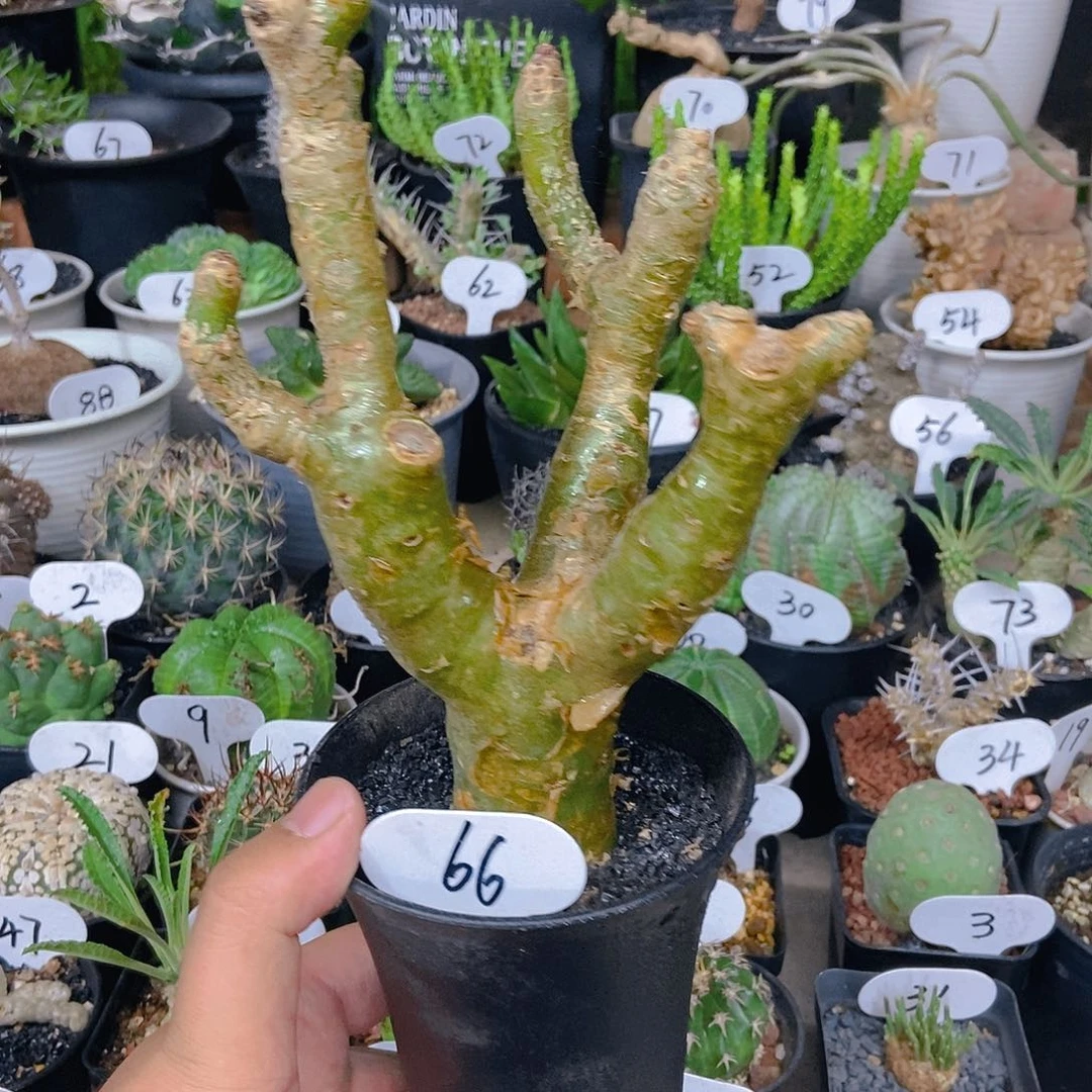 阿房宫一个一物一拍