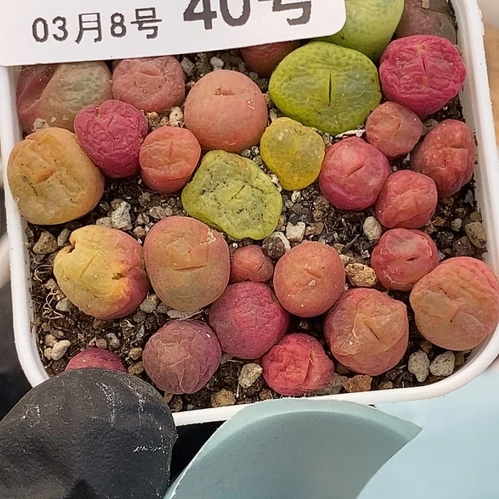 桃喜花园0308-40翠光玉