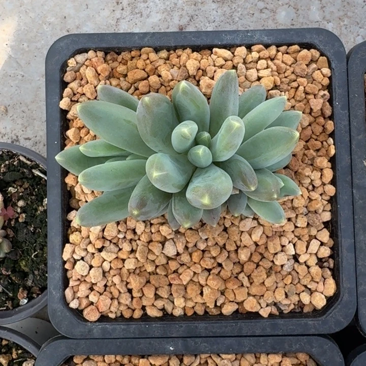 蓝眼睛 群生 一物一拍