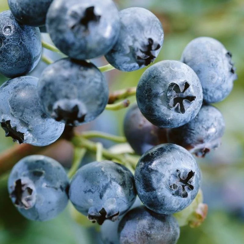 【京东空运】云南抚仙湖现摘高山蓝莓新鲜应季多汁水果整箱发货