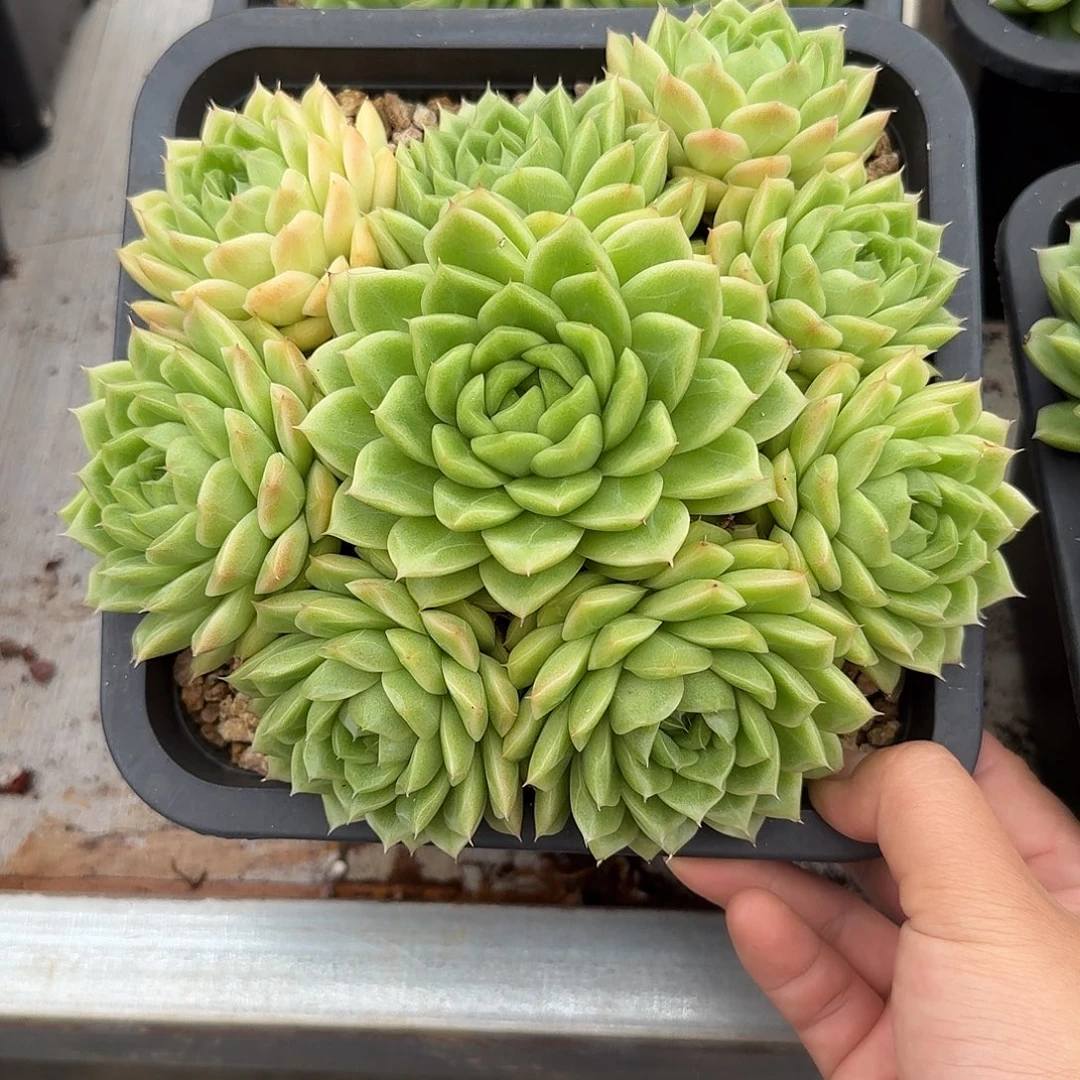 麦秆整无砍老桩群生