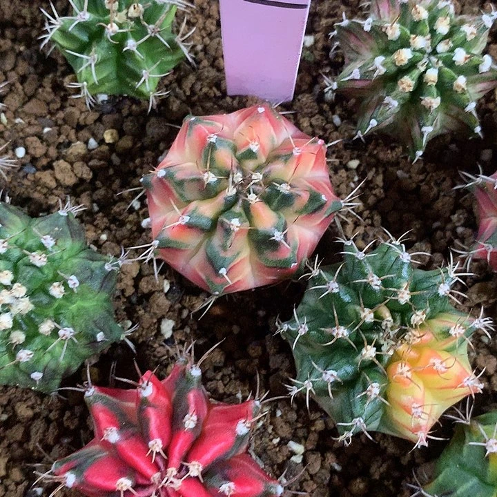 231-0421泰国发货多肉