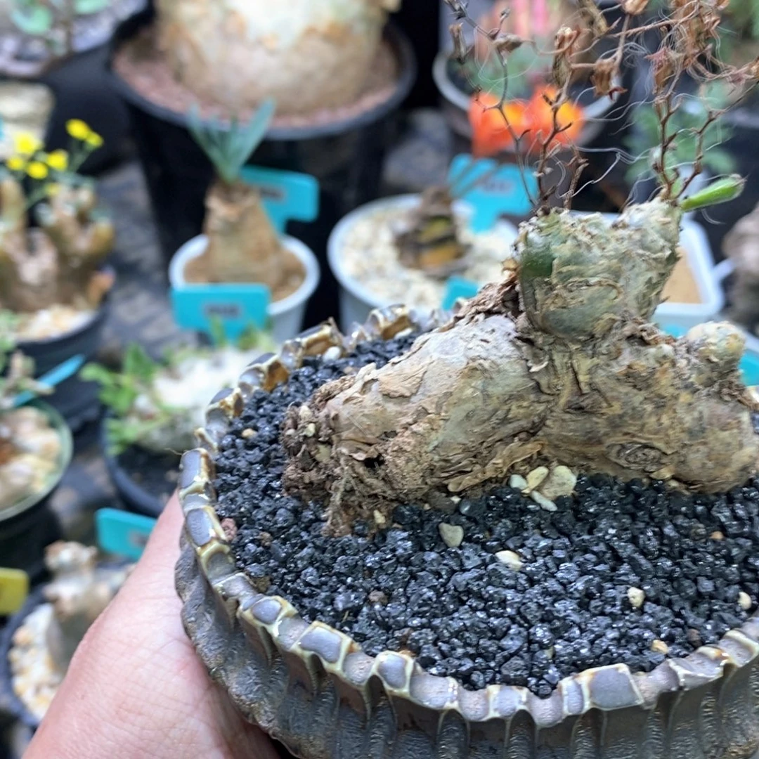 薛辉圣塔产地多肉植物