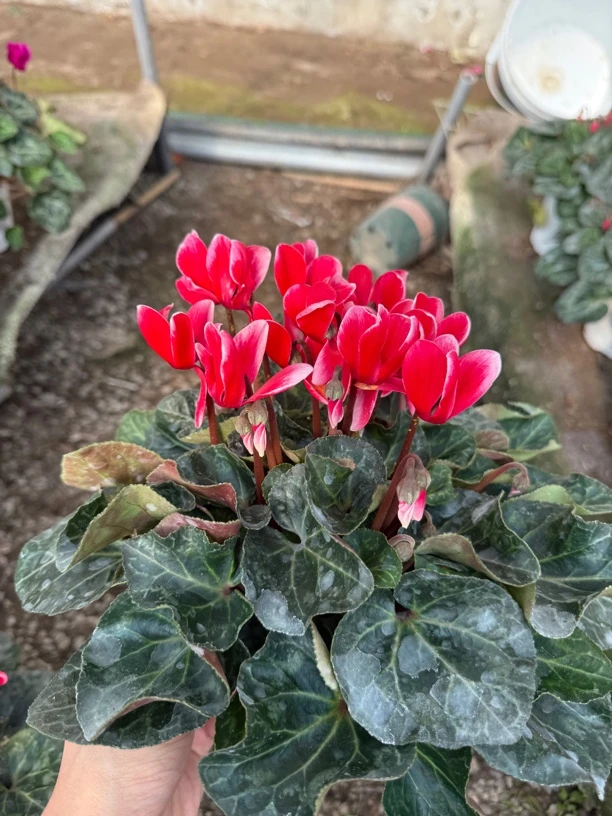 【梦幻精灵红】（120盆）仙客来室内观赏花卉