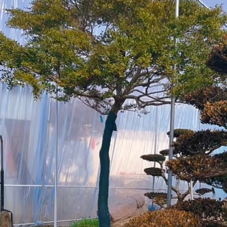 瓜子黄杨独杆树型黃杨造型素材庭院绿植室外景观黄杨精品老桩盆栽