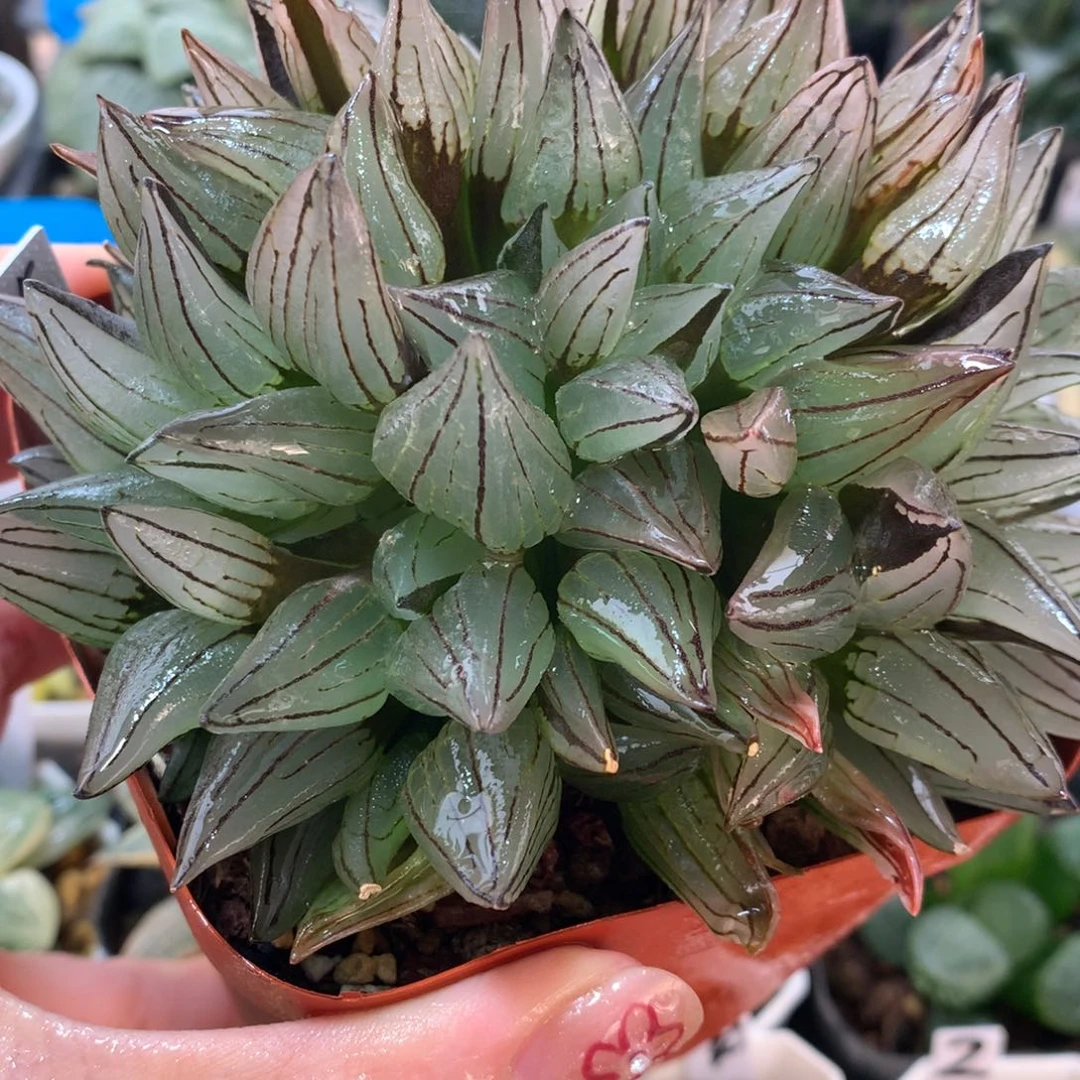 5号群生西瓜寿带盆土