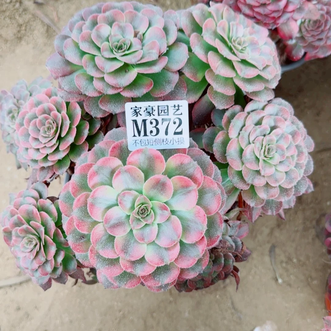 红颜发师372冠幅22