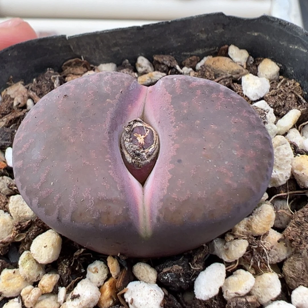 12.24好看的多肉脱土发货754