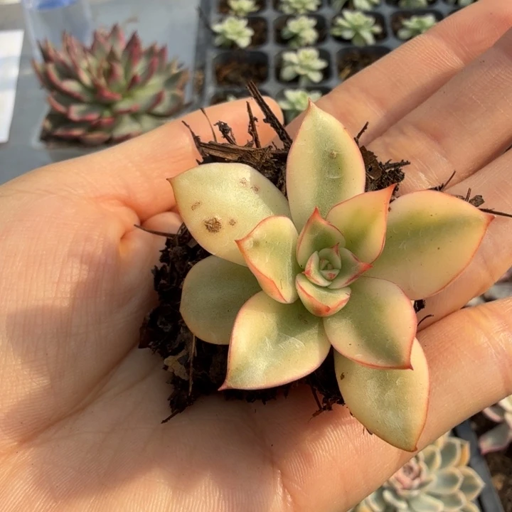 斗牛士锦多肉植物