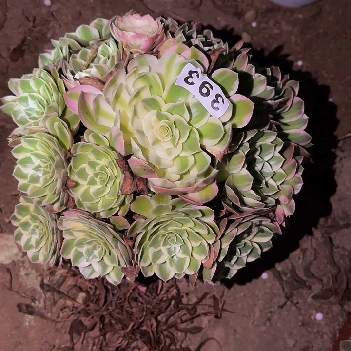 393海仙多肉植物不售后