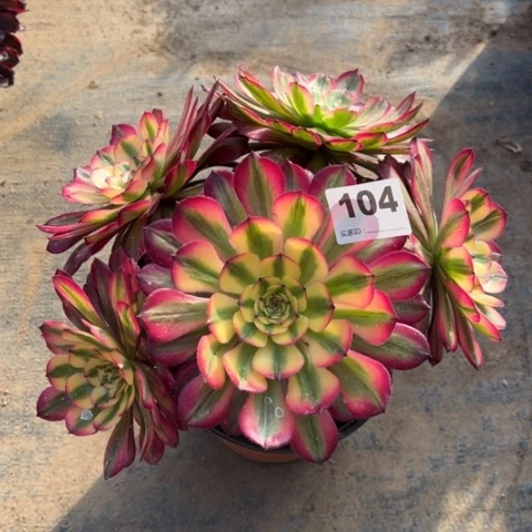 104月蝉朵朵多肉。