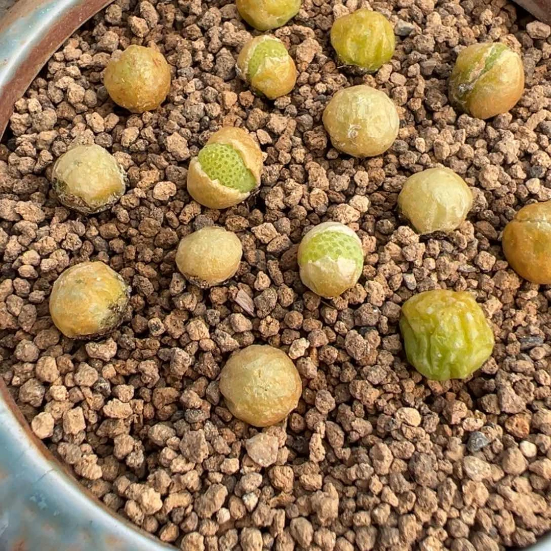 量拍园艺玉米5颗，多肉植物