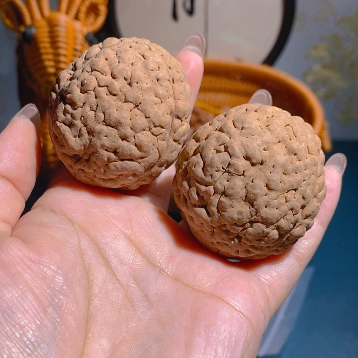 野生三瓣脑纹大金刚