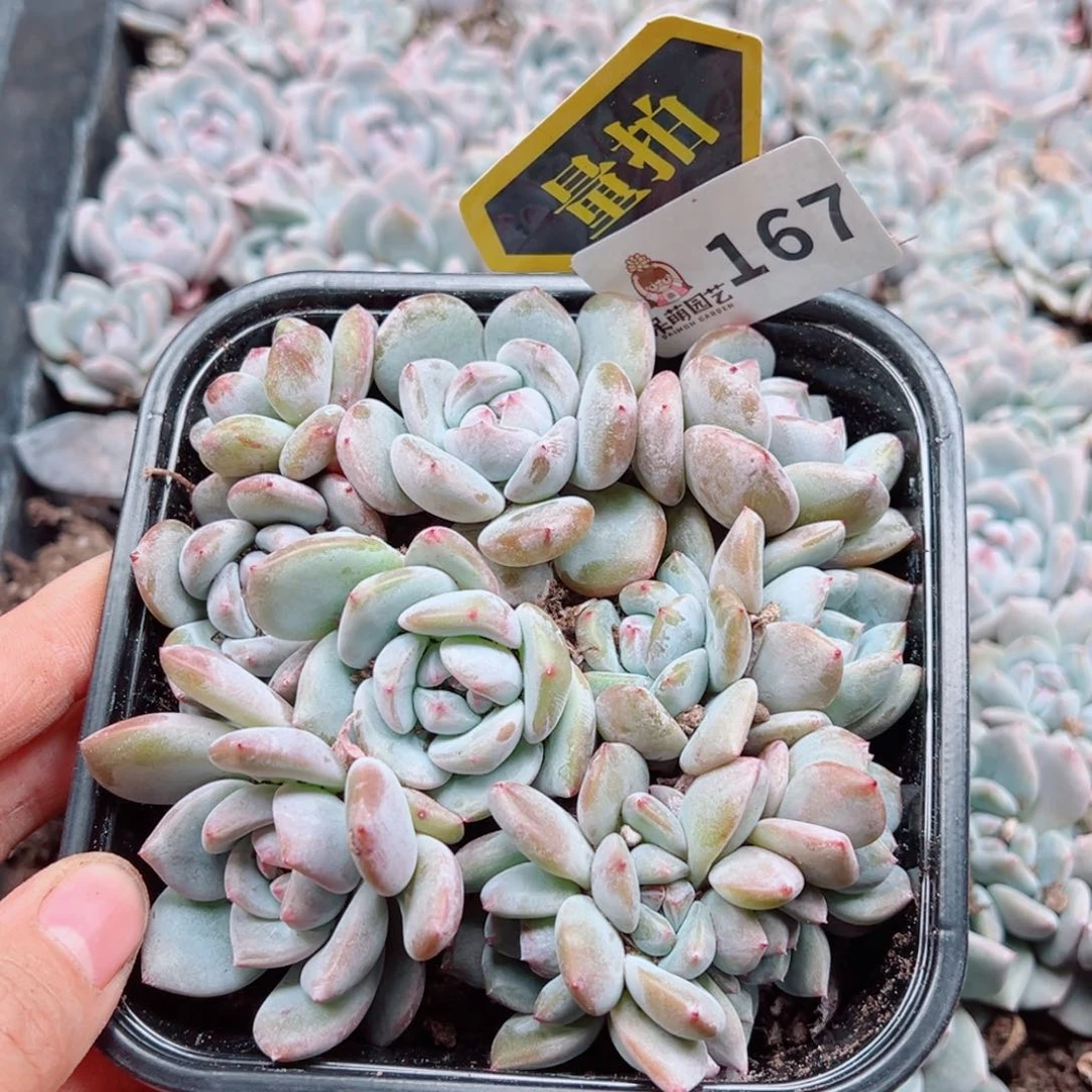 多肉植物多肉植物