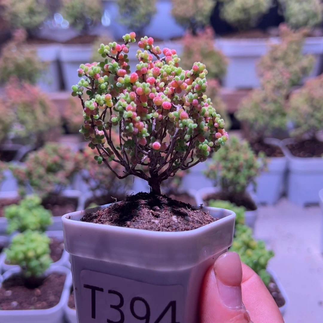 394蜜橘带盆土发货一物一拍