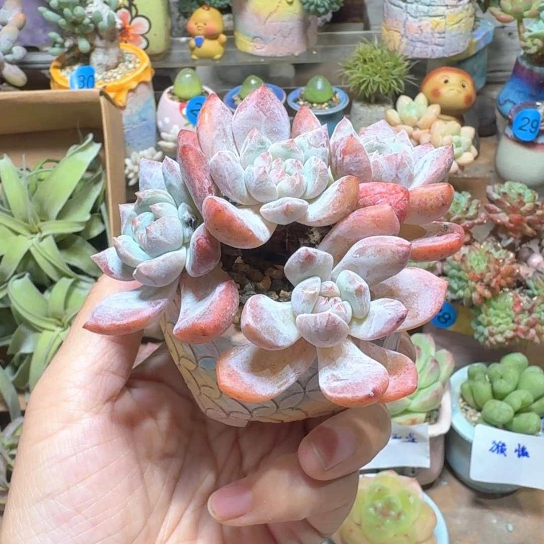 橙子多肉含盆土 一物一拍