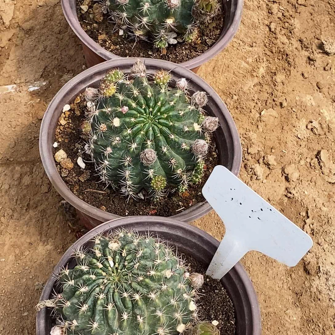 赵*丽 -7脱土脱盆20包邮/6颗