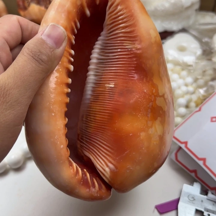 小***颜贝壳摆件万宝原料18号