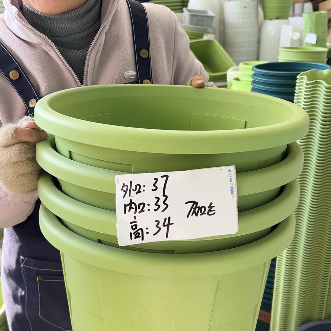 玫瑰370#果绿色4个无托