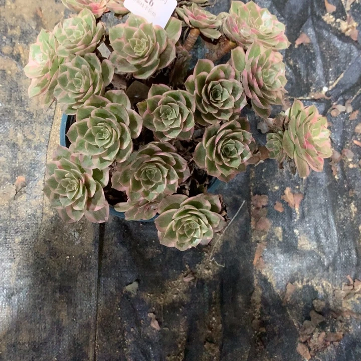 1426莲花座多肉植物特价