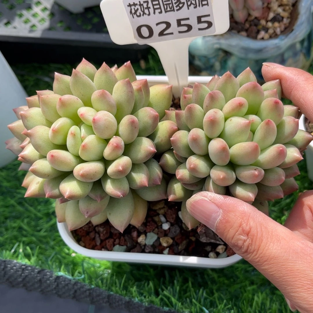 冰***脂多肉植物0255 满30发货