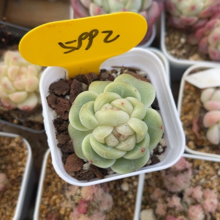 新品珍妮双头5992