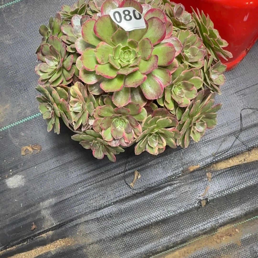 桃花坞多肉植物老庄080