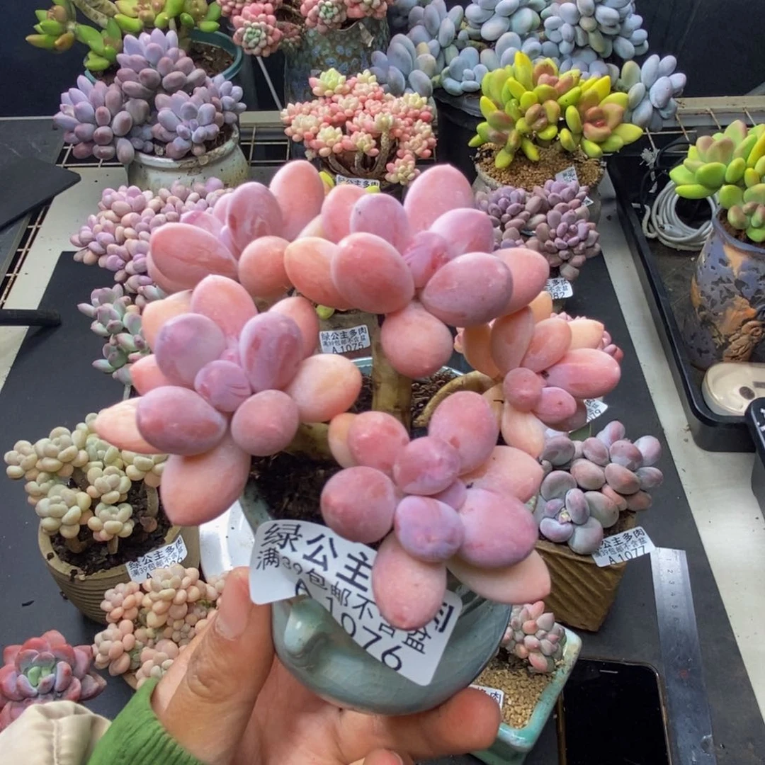 娜*子076香水手指奶多肉7c m