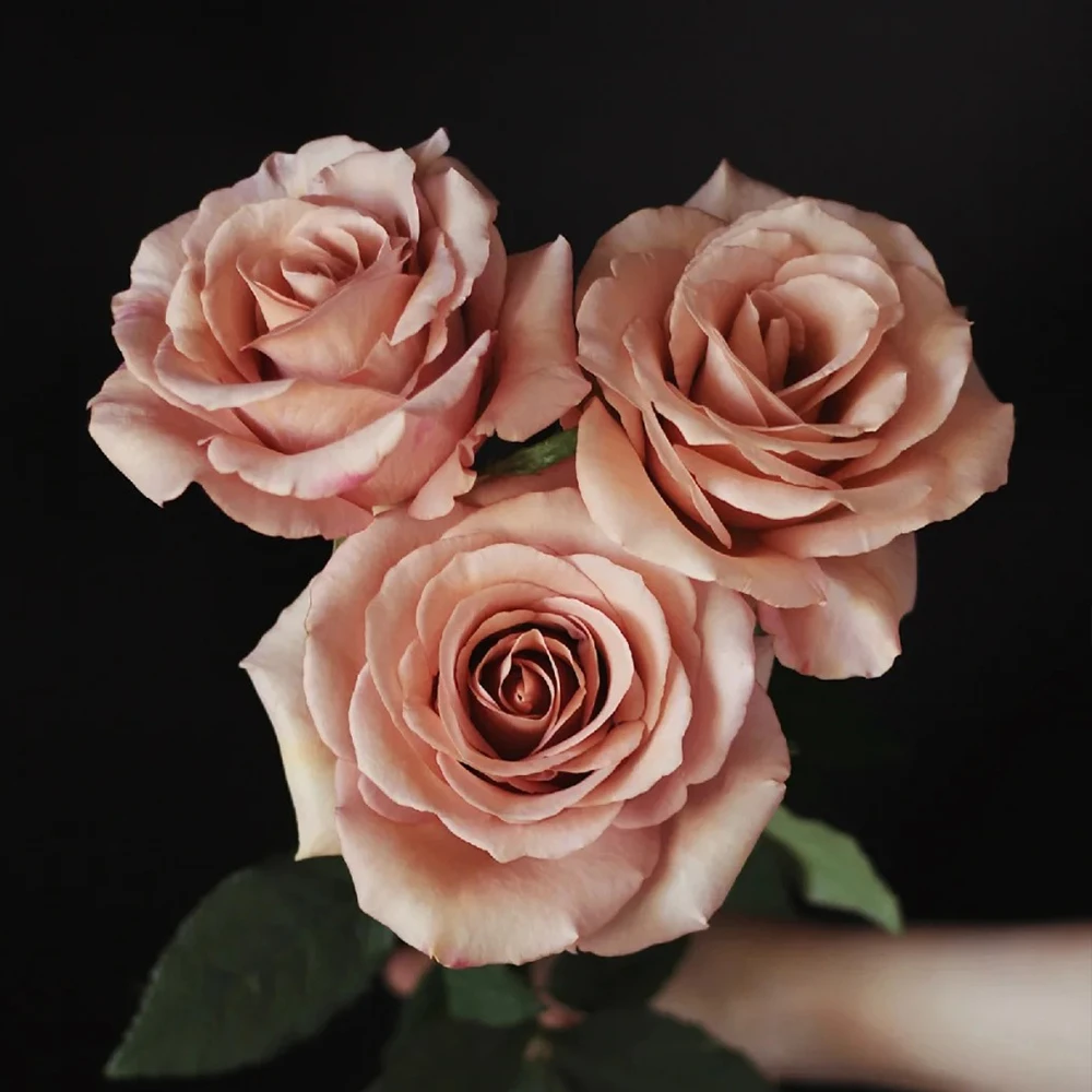 玫瑰多头玫瑰配草【阿晶专属】