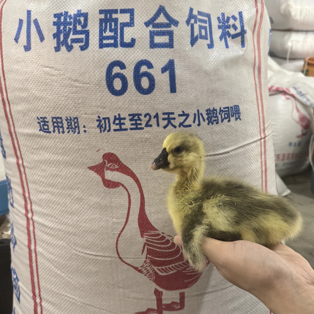 尚鲜小鹅专用6款饲料