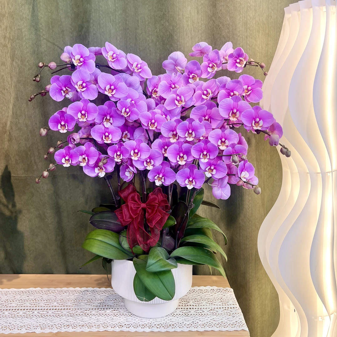 【安娜】蝴蝶兰 粉紫色中大花 经典款年宵花 高端绿植花卉 送礼送人