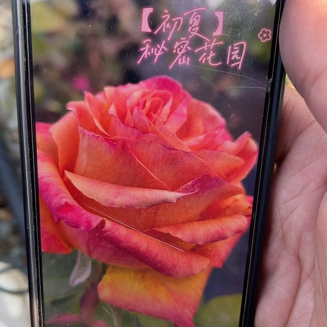 无花朵———秘密花园 福利款