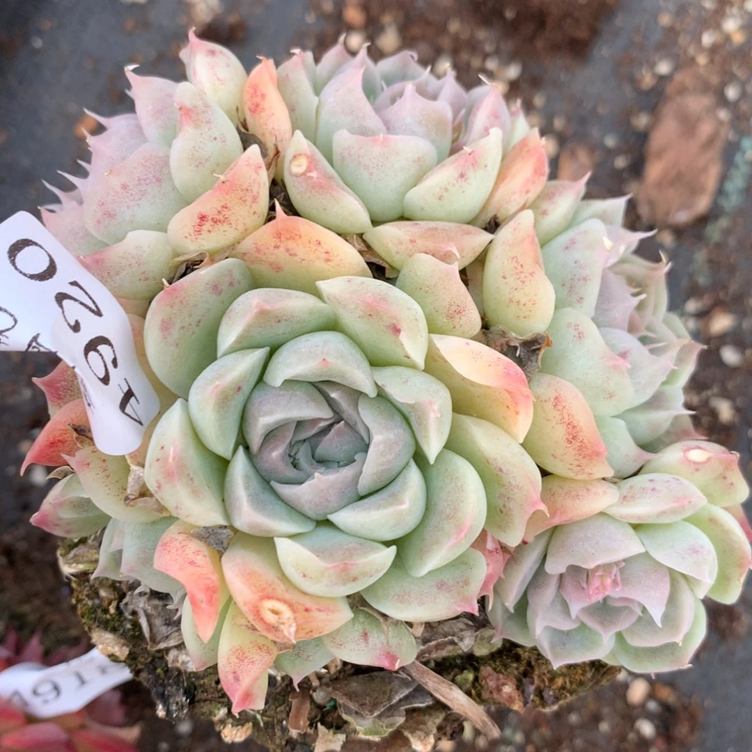 4920杂交精品基地10厘米