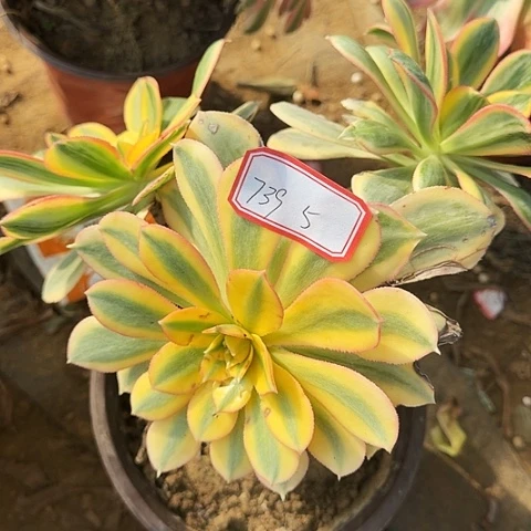 多肉植物灿烂739号