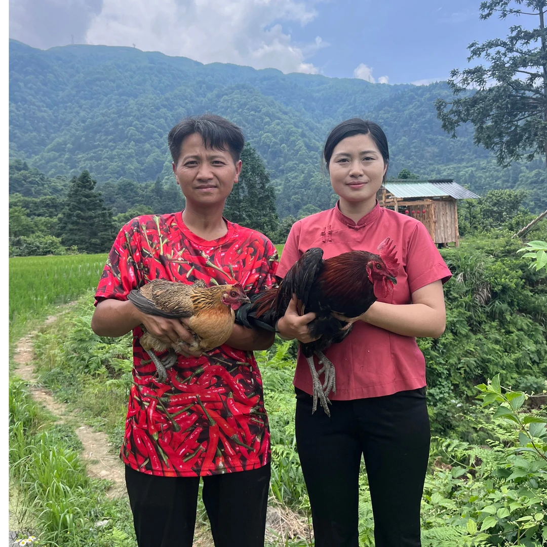 《阿龙与阿秋专属》千亩林下散养血红毛公鸡4.5斤左右一年以上