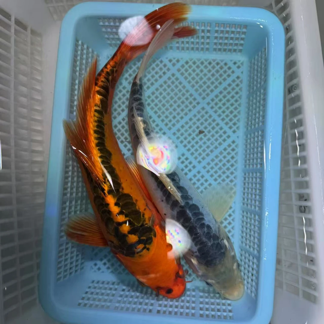 德系彩龙无鳞少鳞锦鲤观赏鱼冷水鱼淡水鱼活体顺丰包邮