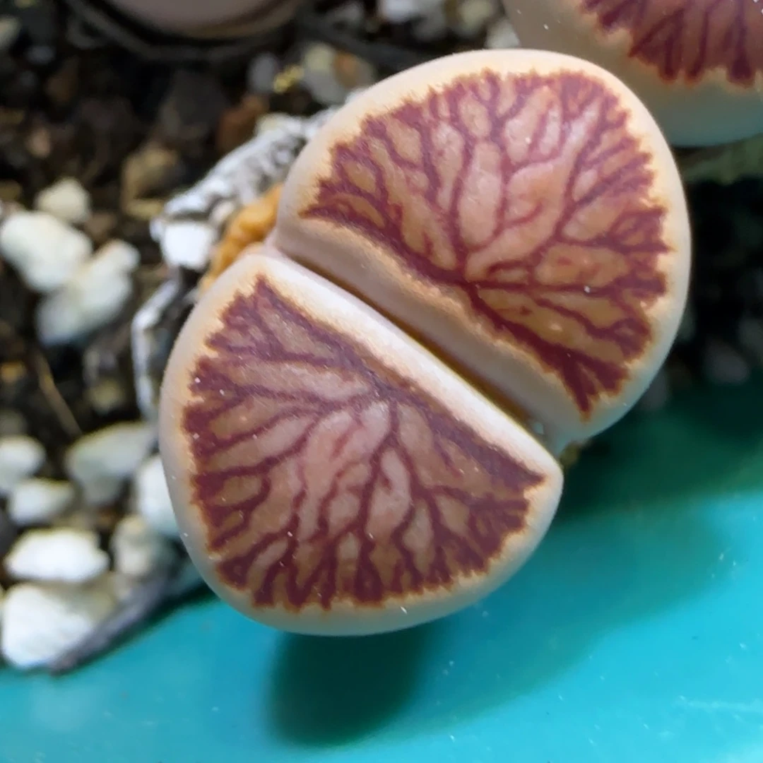 6.10。。。红窗菊。。。2020